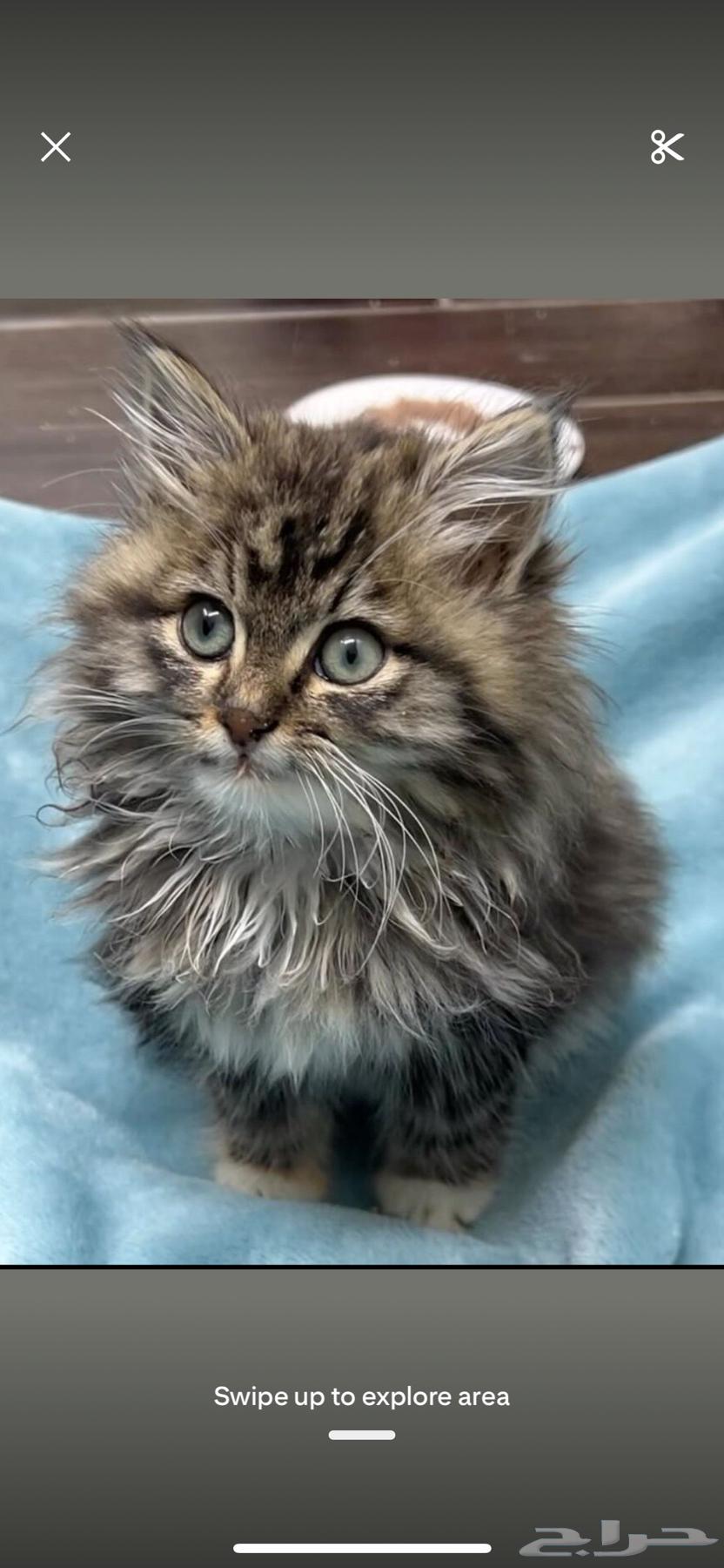 قط شيرازي للبيع64379311764738111