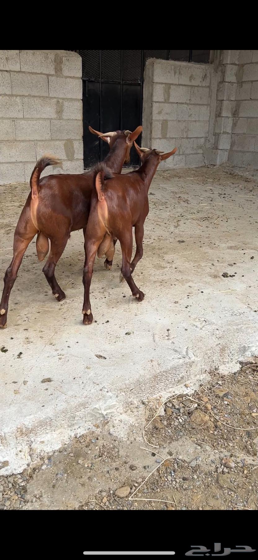 Tenth grade excellence class date syrup project64391453476737114