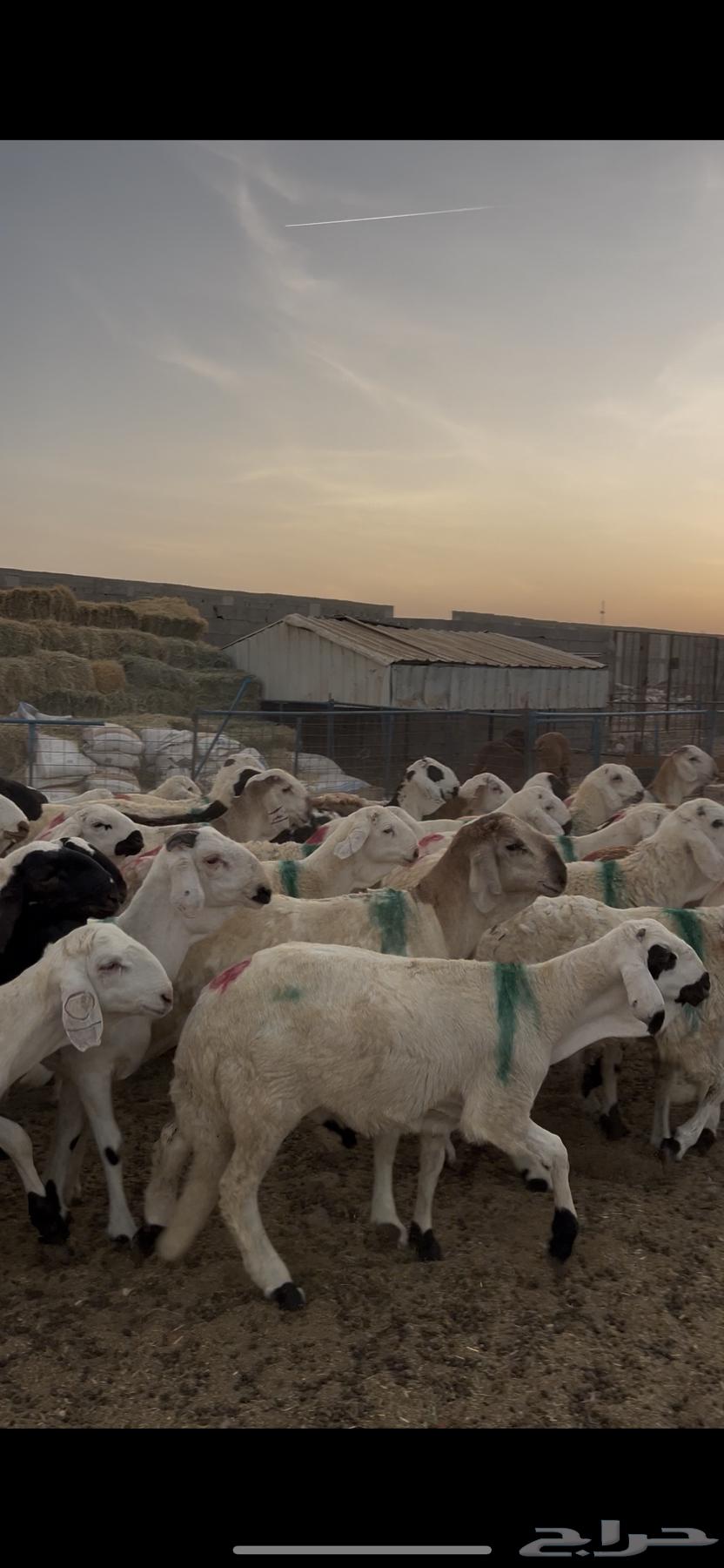 طليان سواكني 99 راس دمازيني مرابي64389916372354114