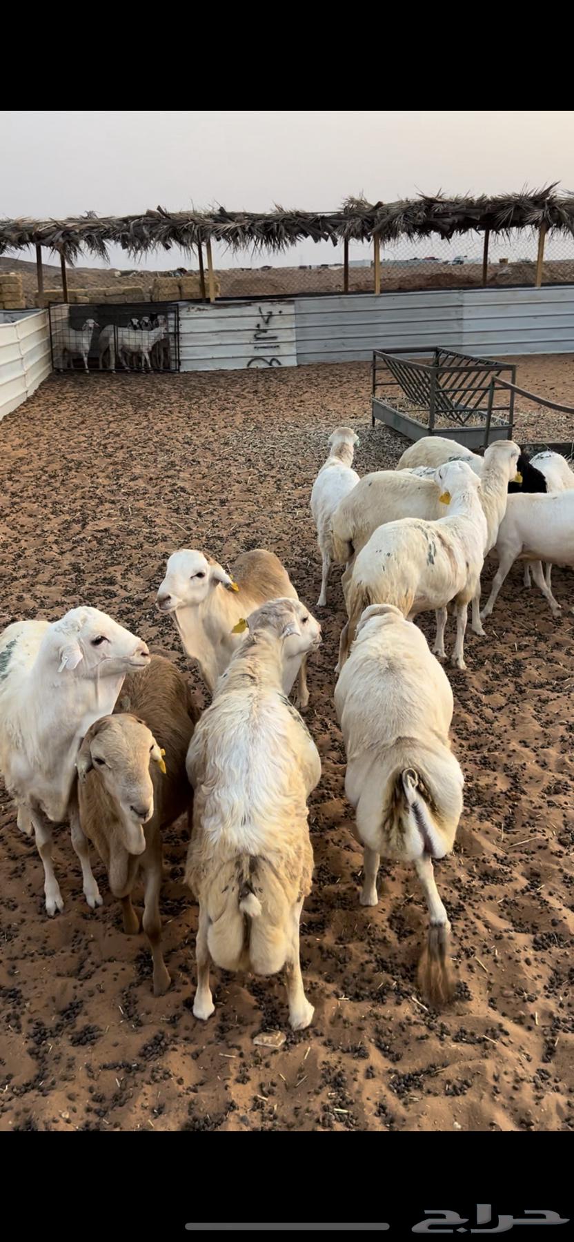 خرفان رفيد مرابي64383234001921112