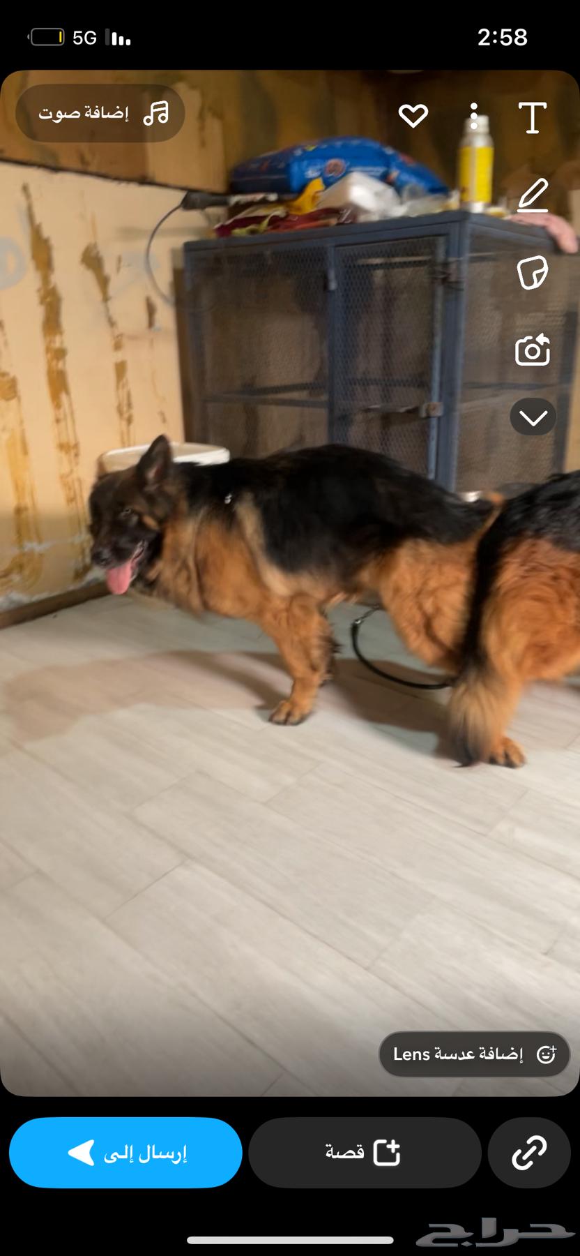 للبيع انثى جيرمن شولاين معاها جروه64385341790081111