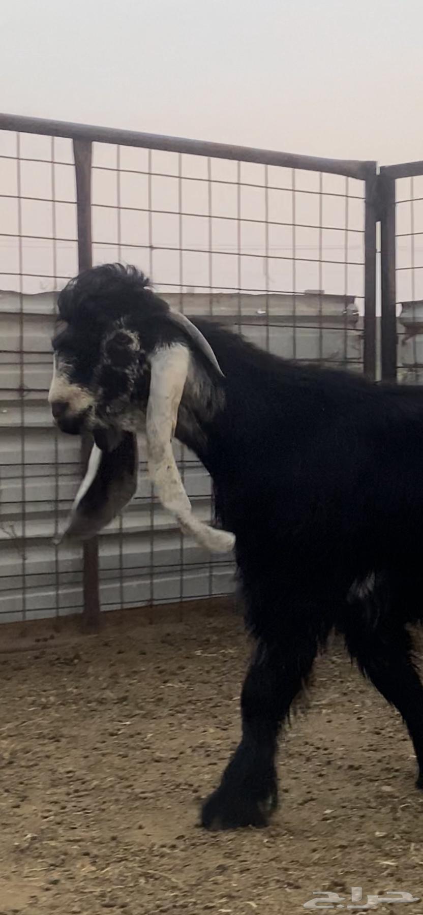 Tayis Aredi64382059199745110