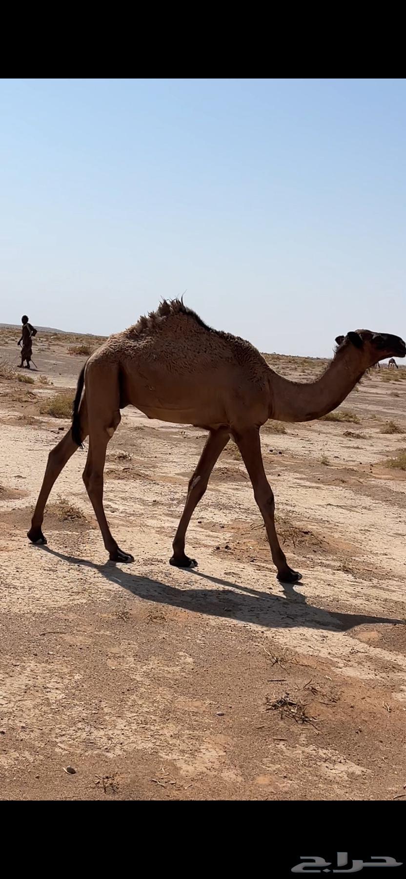 قعدان للبيع64383967905410110