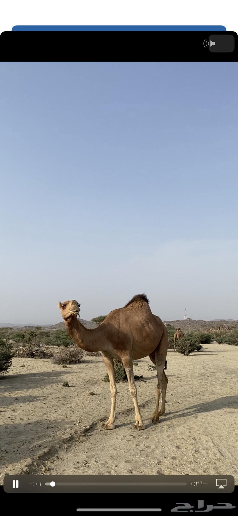 للبيع لقحه كفو(نقبل البدل المناسب)64379941865346112