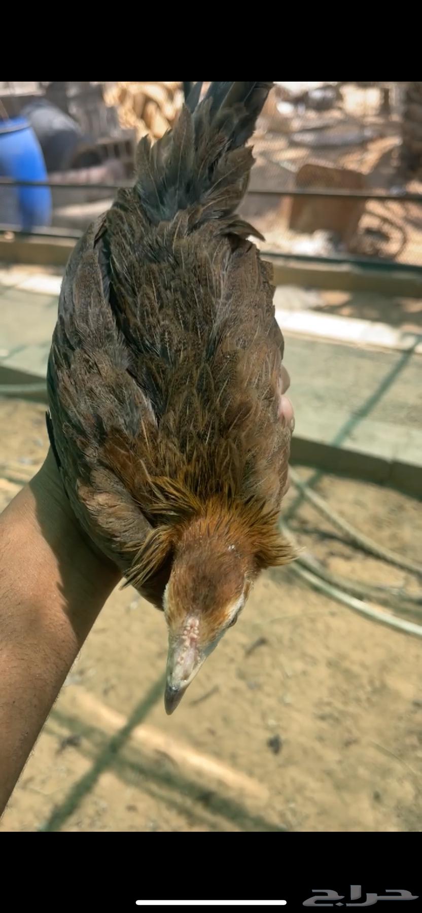 دجاج عربي طقم64391508588417112