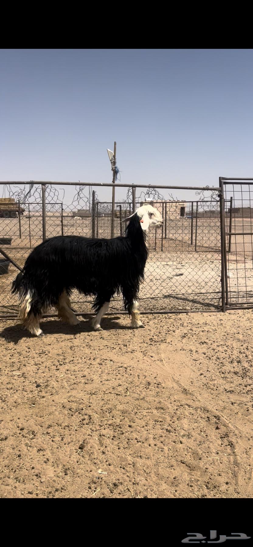 رباعيات نجد طيبه64390026670851111