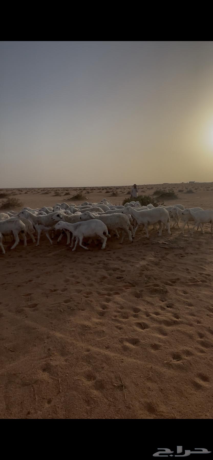 غنم حريات للبيع64391133055618111