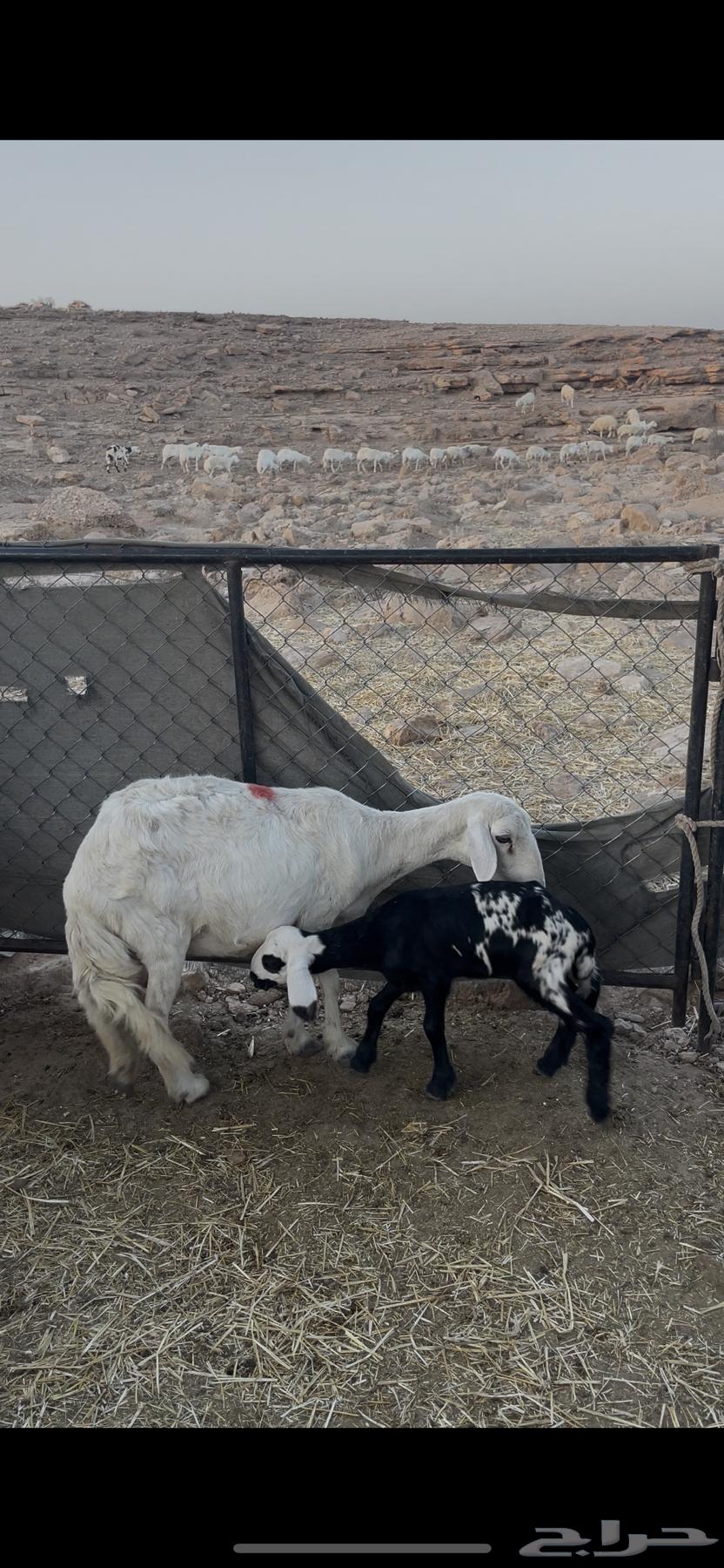 للبيع متابيع64390912005121113