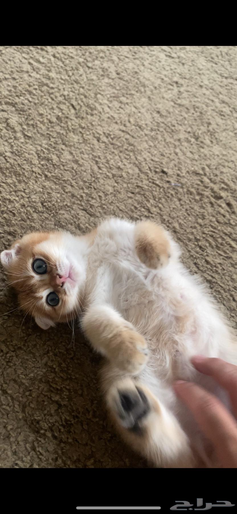 Scotch Champion Level64388093306371111