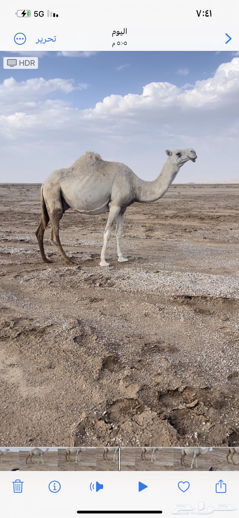 للبيع العشرا اطيبه64389114008579111