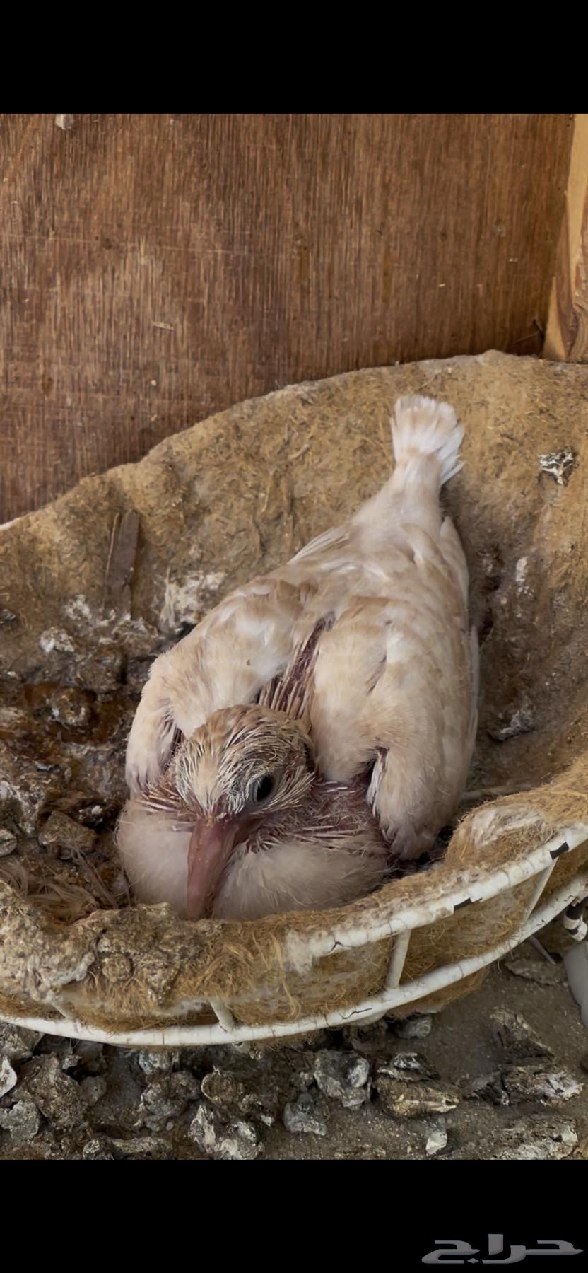 ياكريم يمام64384619337345110