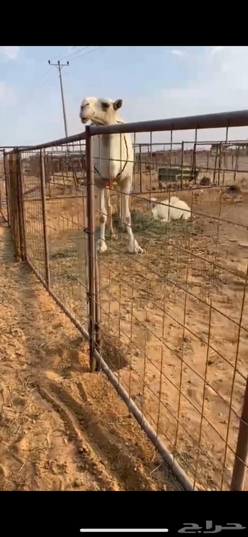 Sitting on the purchase below64387634745217110