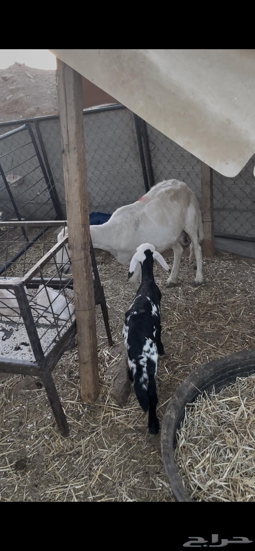 للبيع متابيع64390912005121114