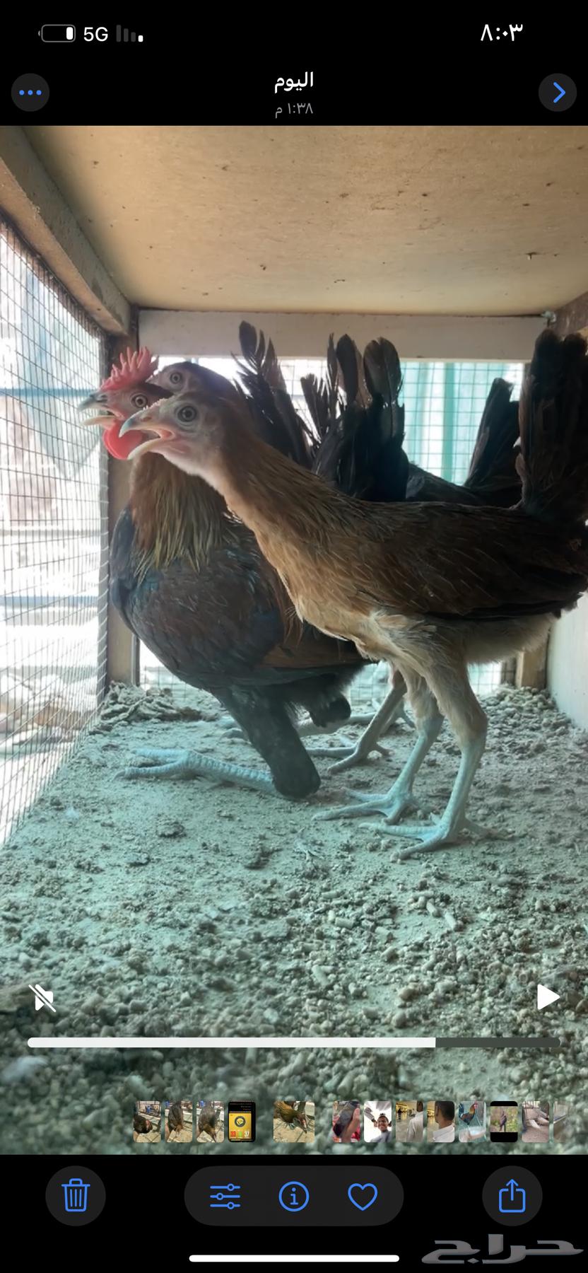 دجاج عربي طقم64391508588417113