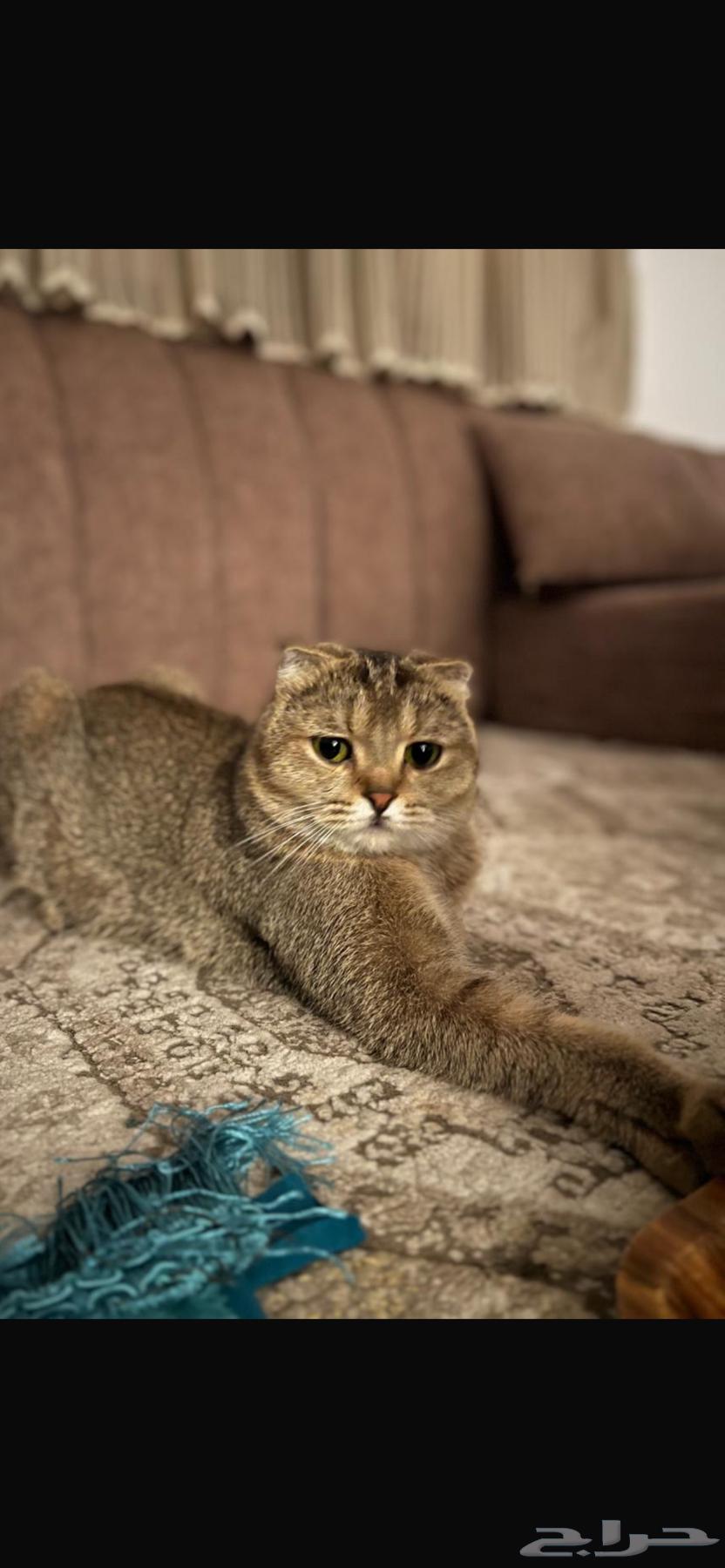 للبيع سكوتش بيور انثى عمرها سنه ونص64381439066755110