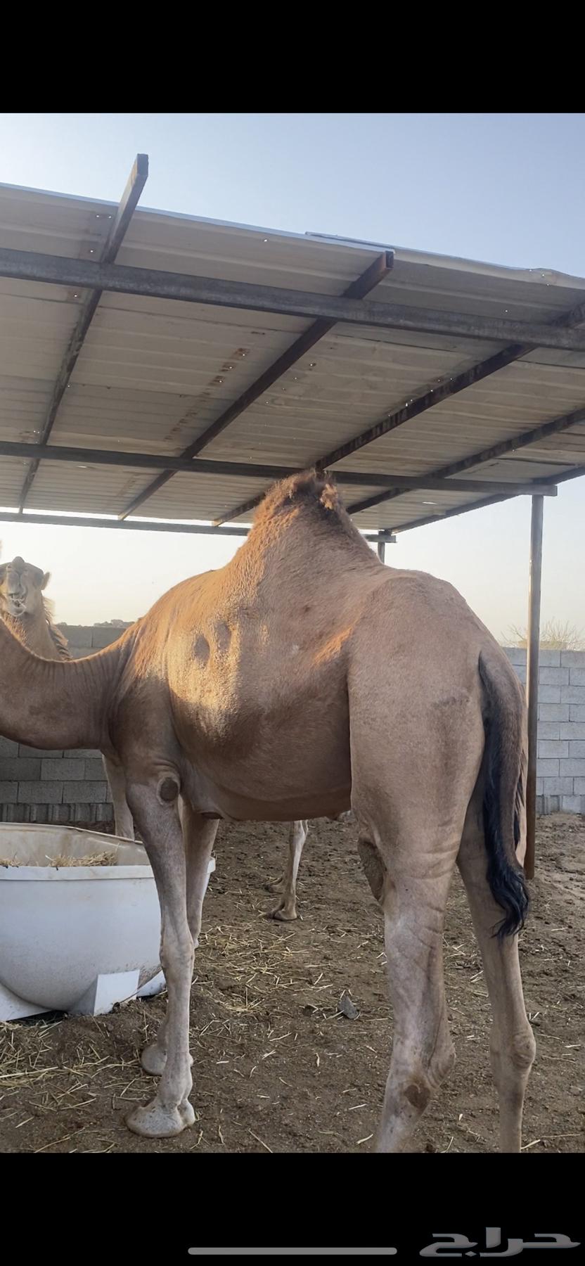 للبيع لقحه كفو(نقبل البدل المناسب)64379941865346110