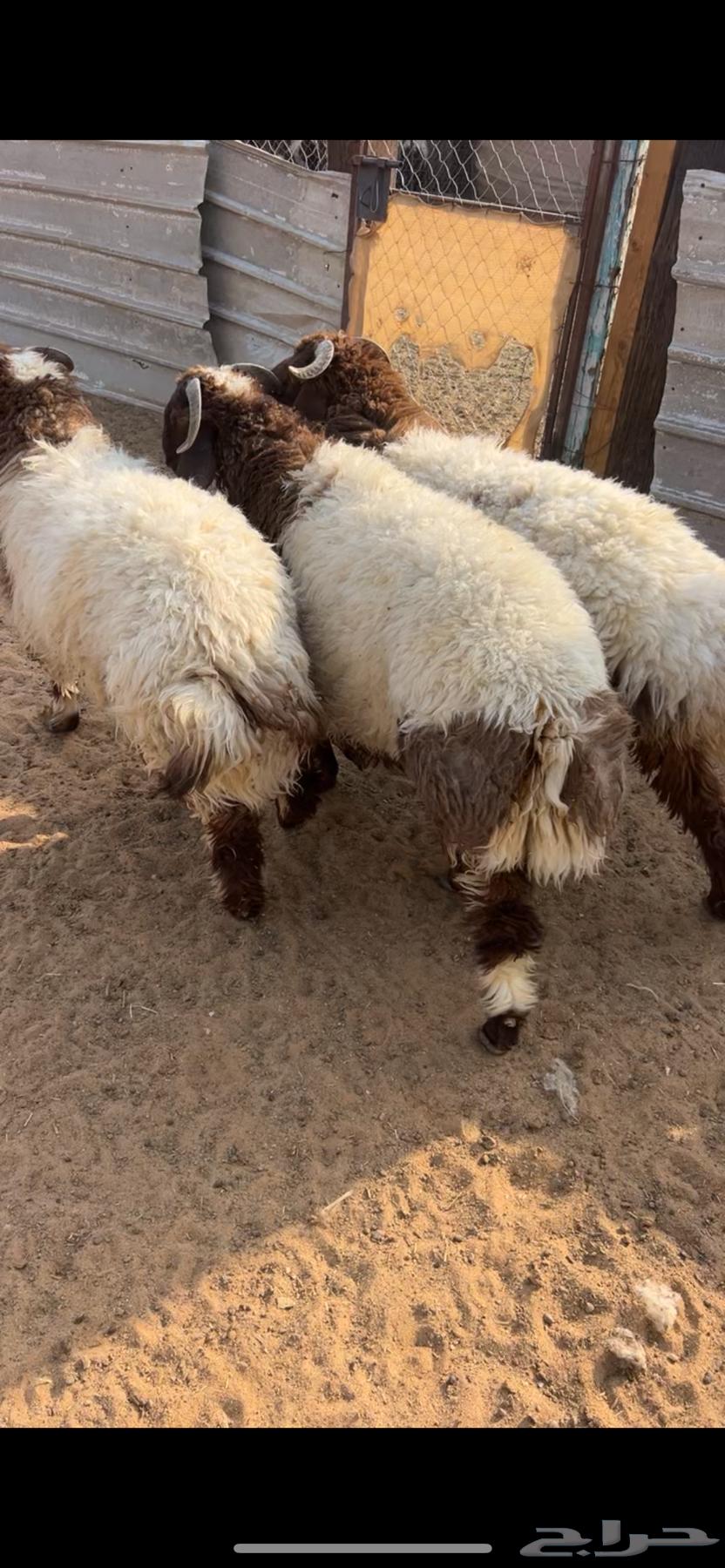خرفان طيبه للبيع64382541726593113