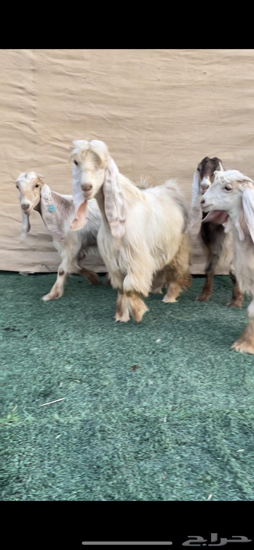 Jafar Zero Symptoms Class A Identifications64390443995395113