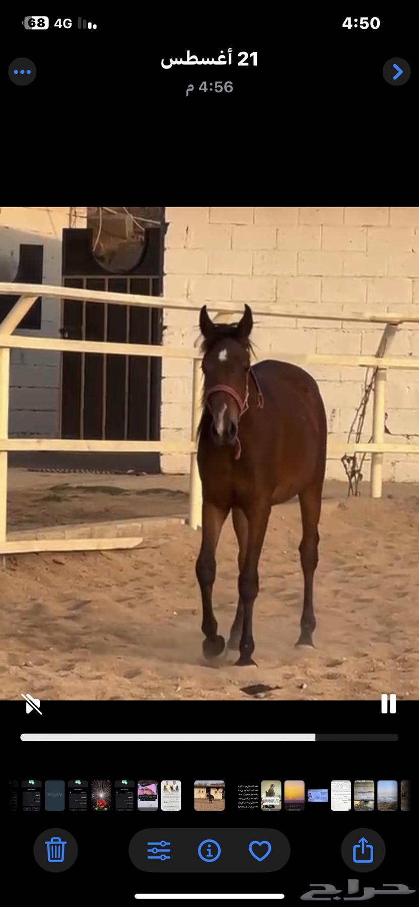 A two-year-and-two-month-old molar64386416996867112