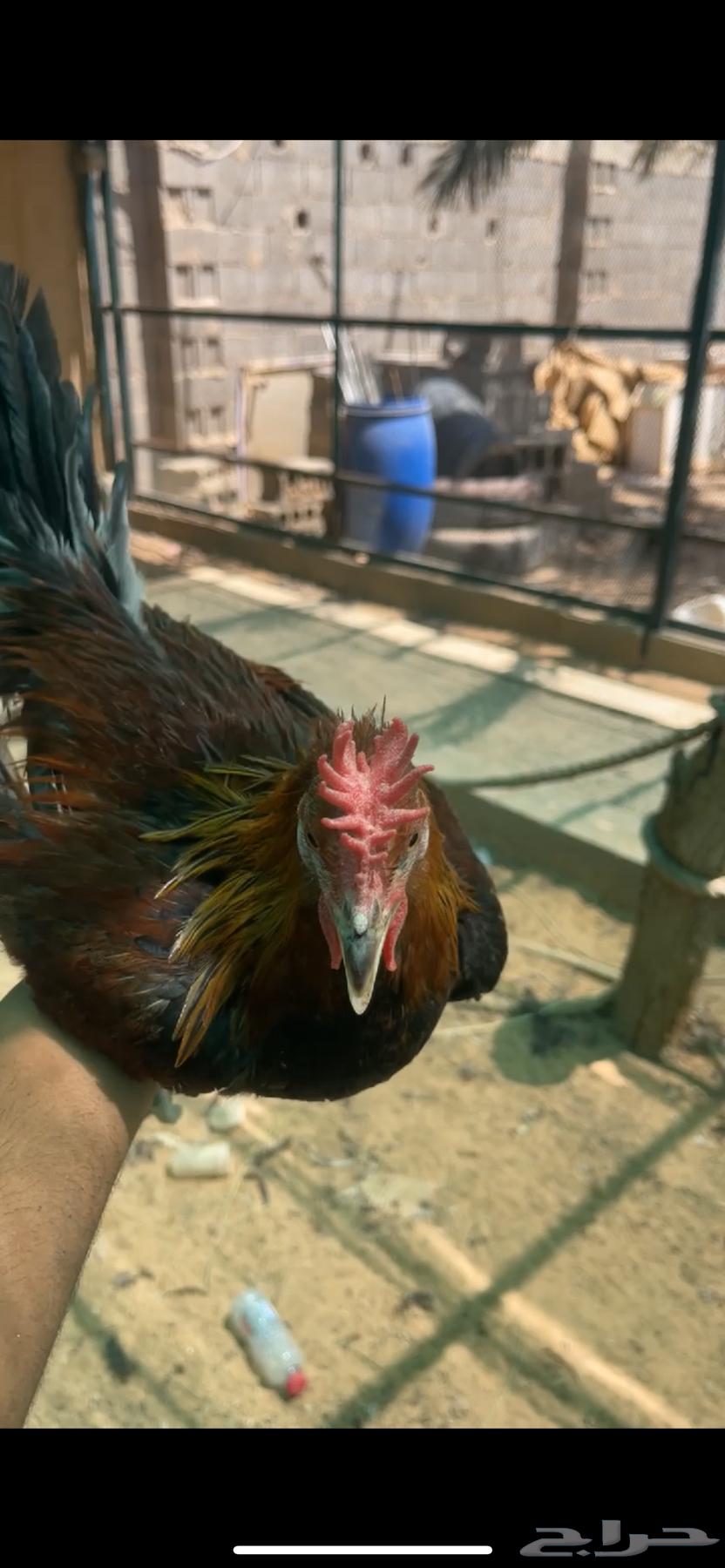 دجاج عربي طقم64391508588417110