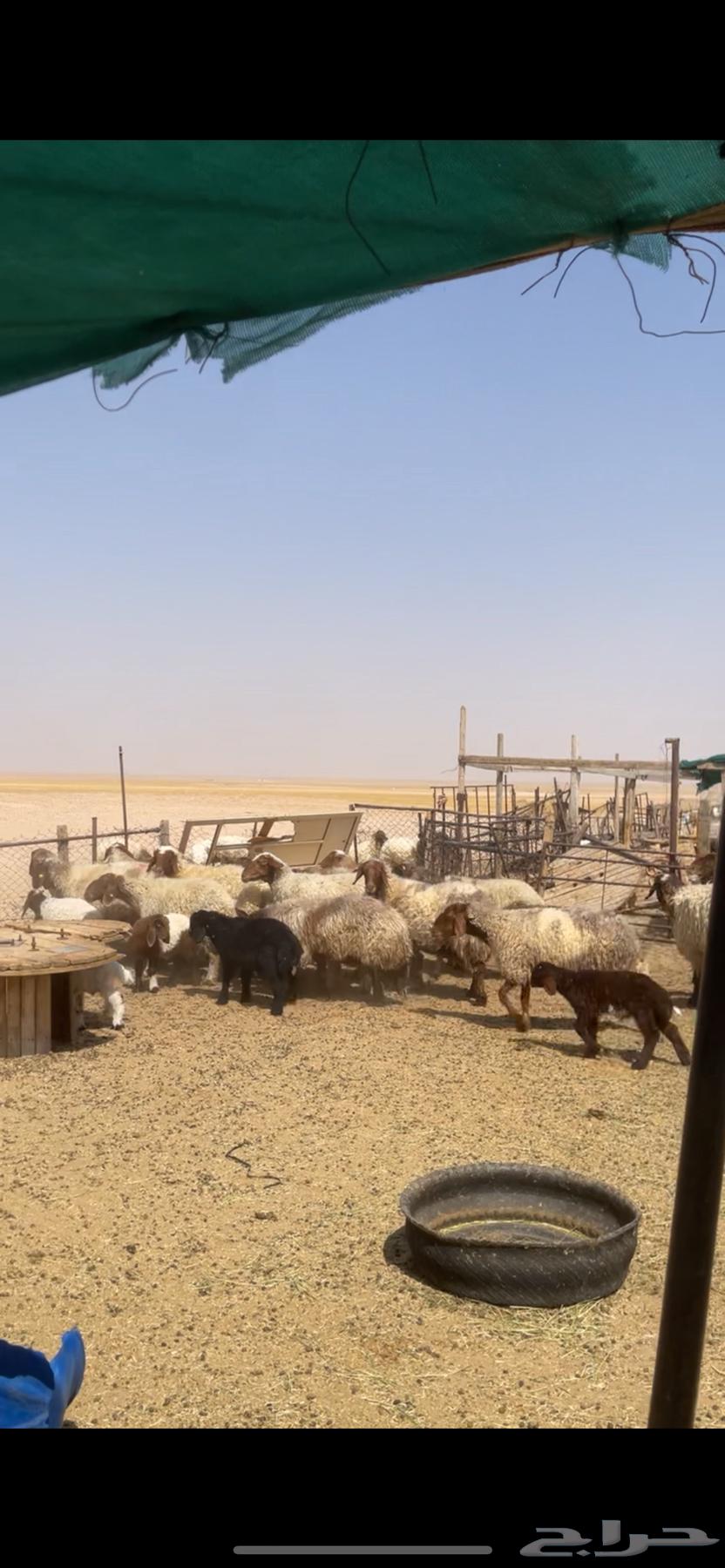 Naaim Raghayith Sheep64386193442563112