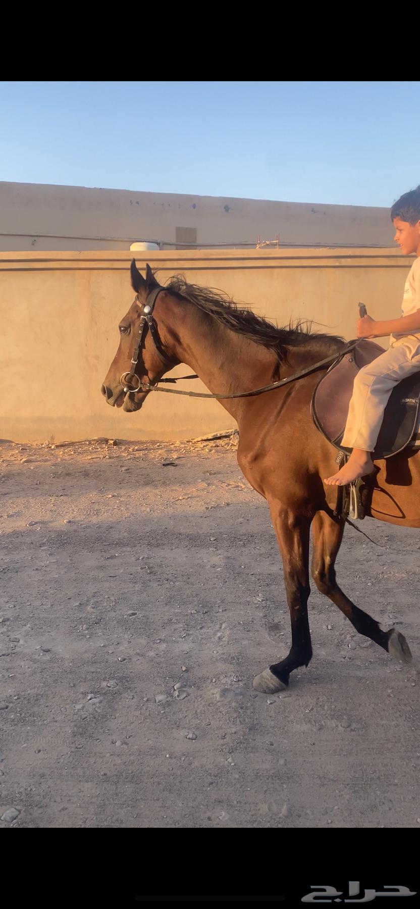 حصان شعبي64388743304449111