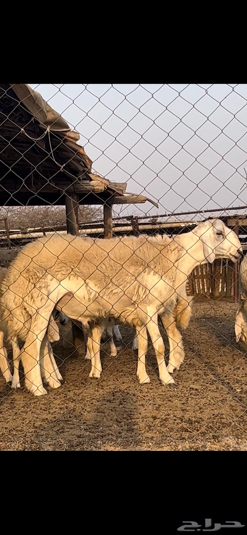 Conditional release64384507041409110