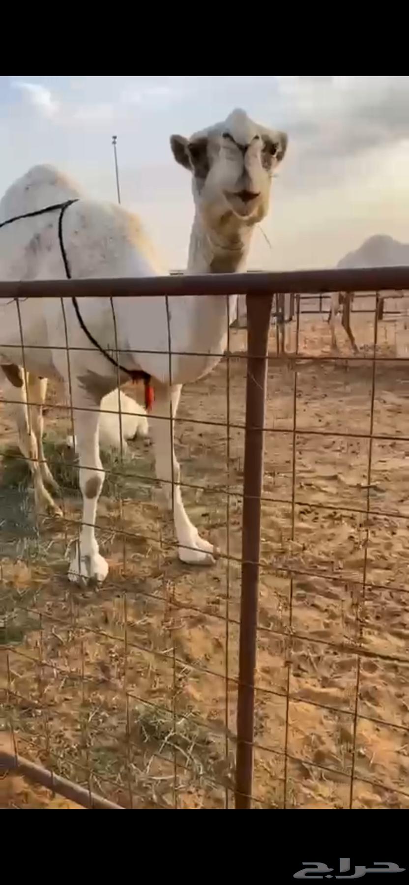 Sitting on the purchase below64387634745217112