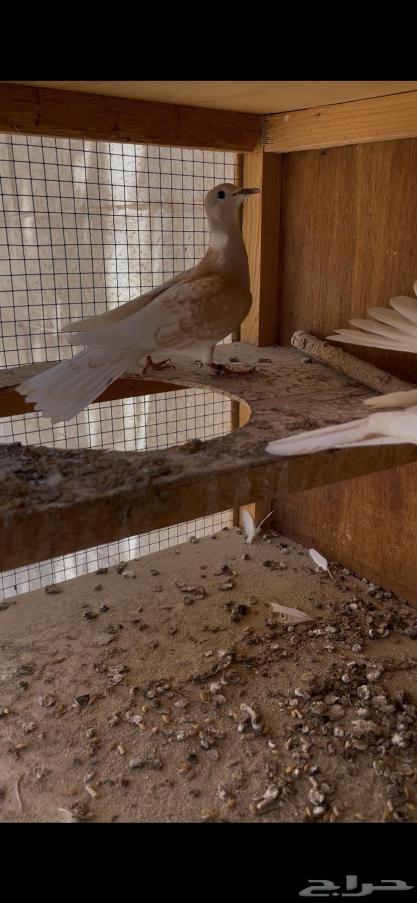 ياكريم يمام64384619337345114