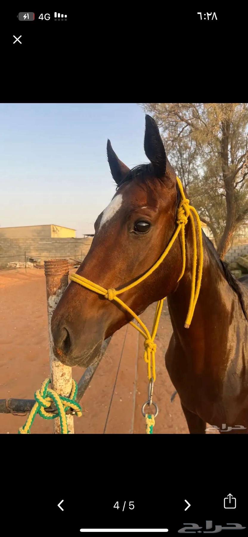 فرس انقليزيه سباق64389433149571110