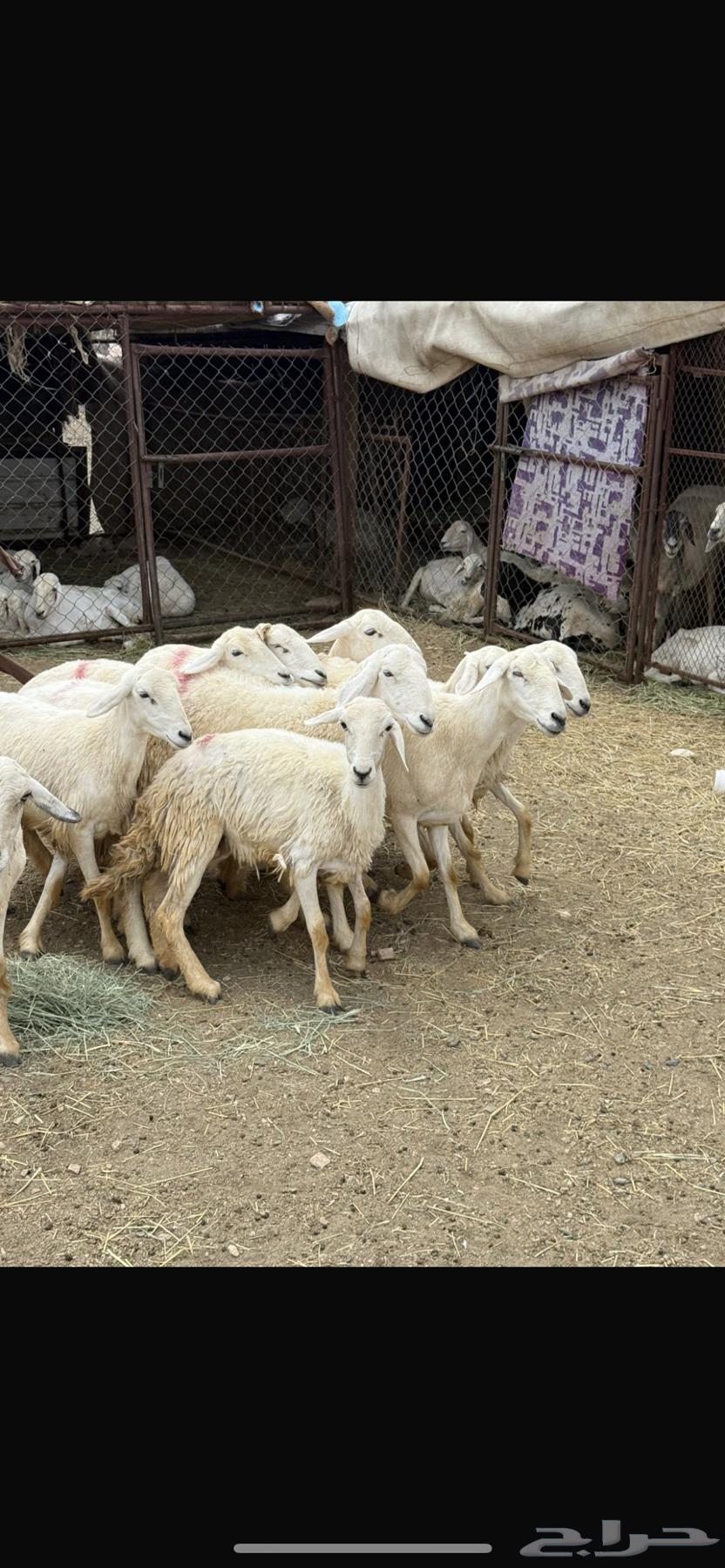 10 ضان دفع صغار سن64391437524098111