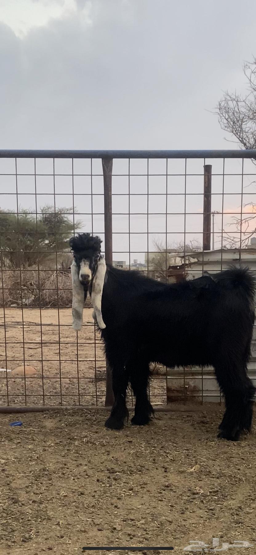 Tayis Aredi64382059199745112