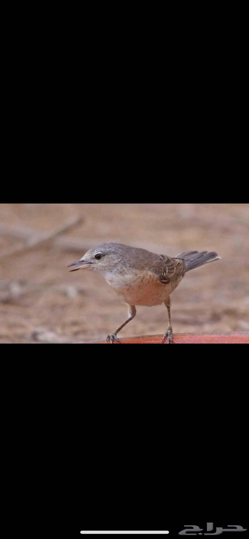 طيور التين د خ ل الموقع جده64534408309505110