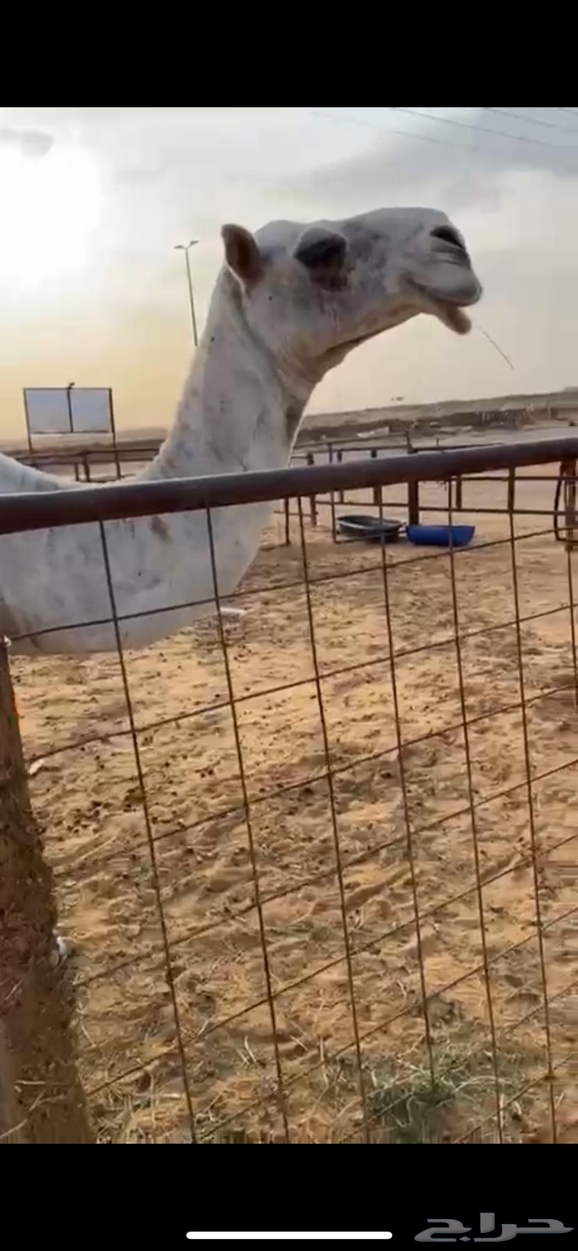 Sitting on the purchase below64387634745217111