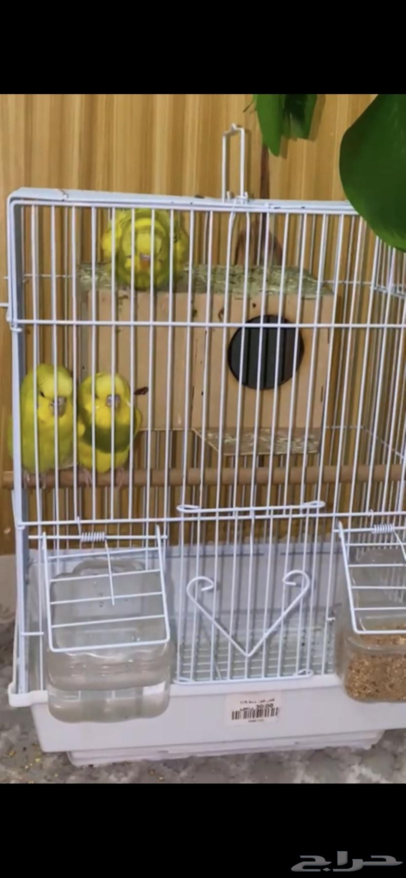 طيور الحب للبيع64391879271555110