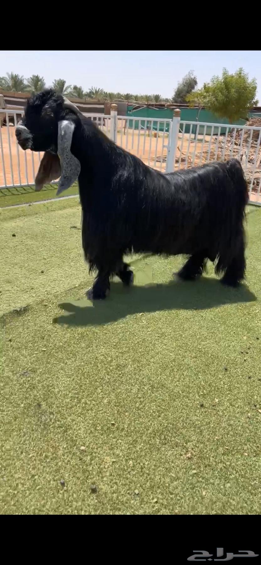 للبيع فحل عارضي64382348988419110