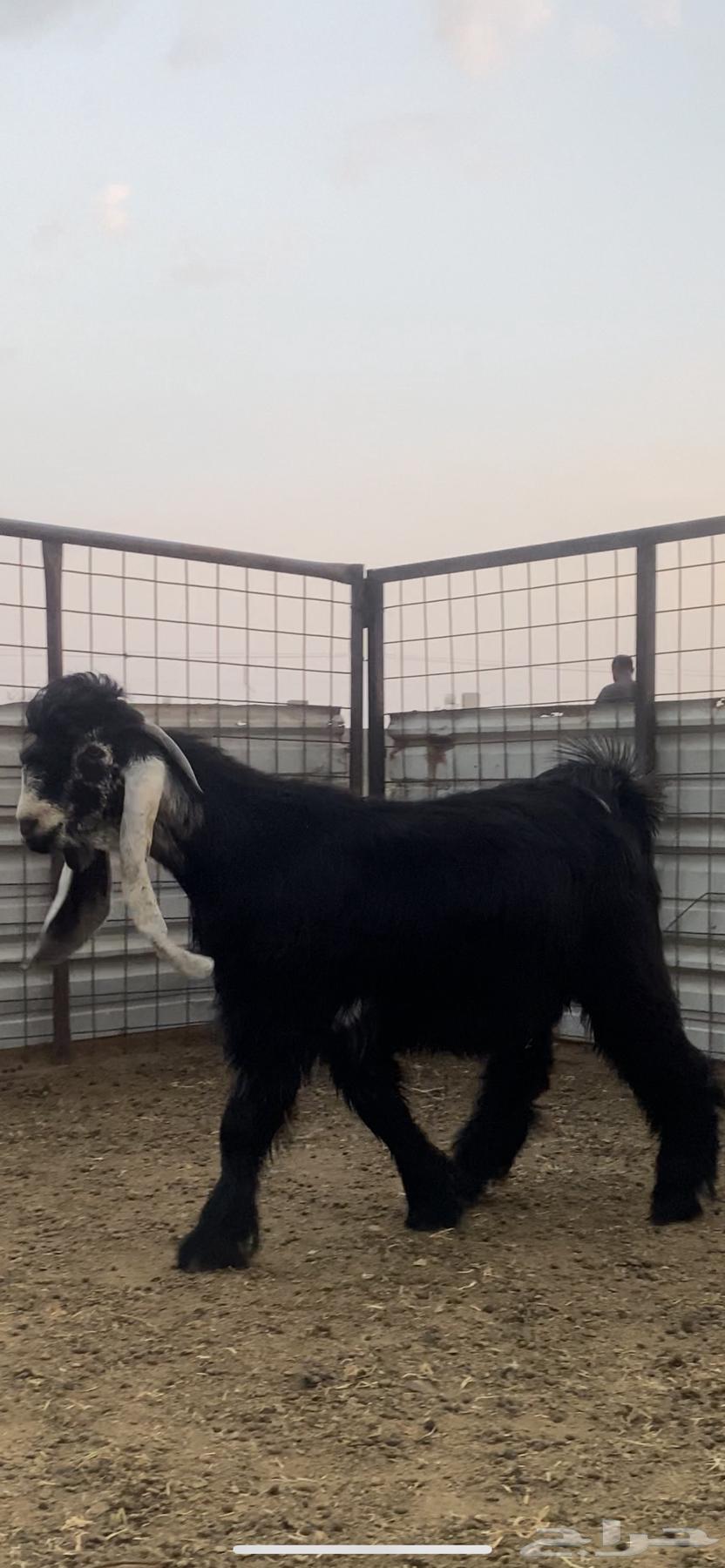 Tayis Aredi64382059199745111