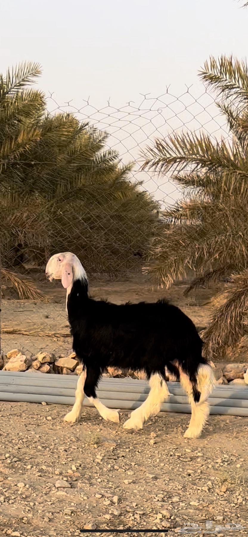 رخل نجدية خصم64382541801217110