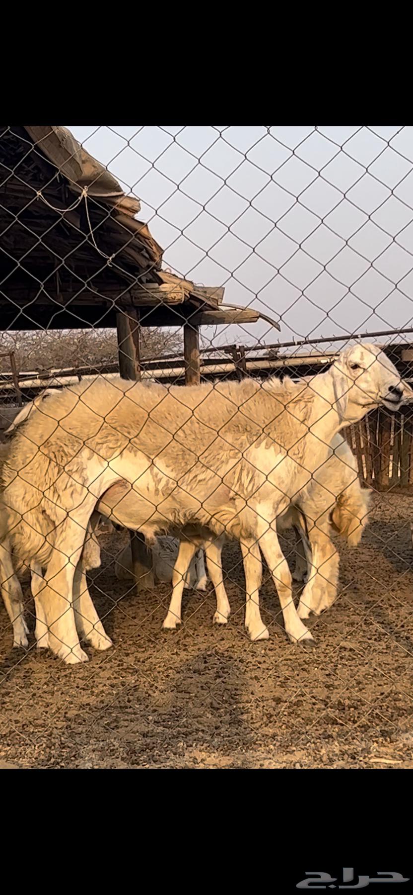 Conditional release64384507041409111