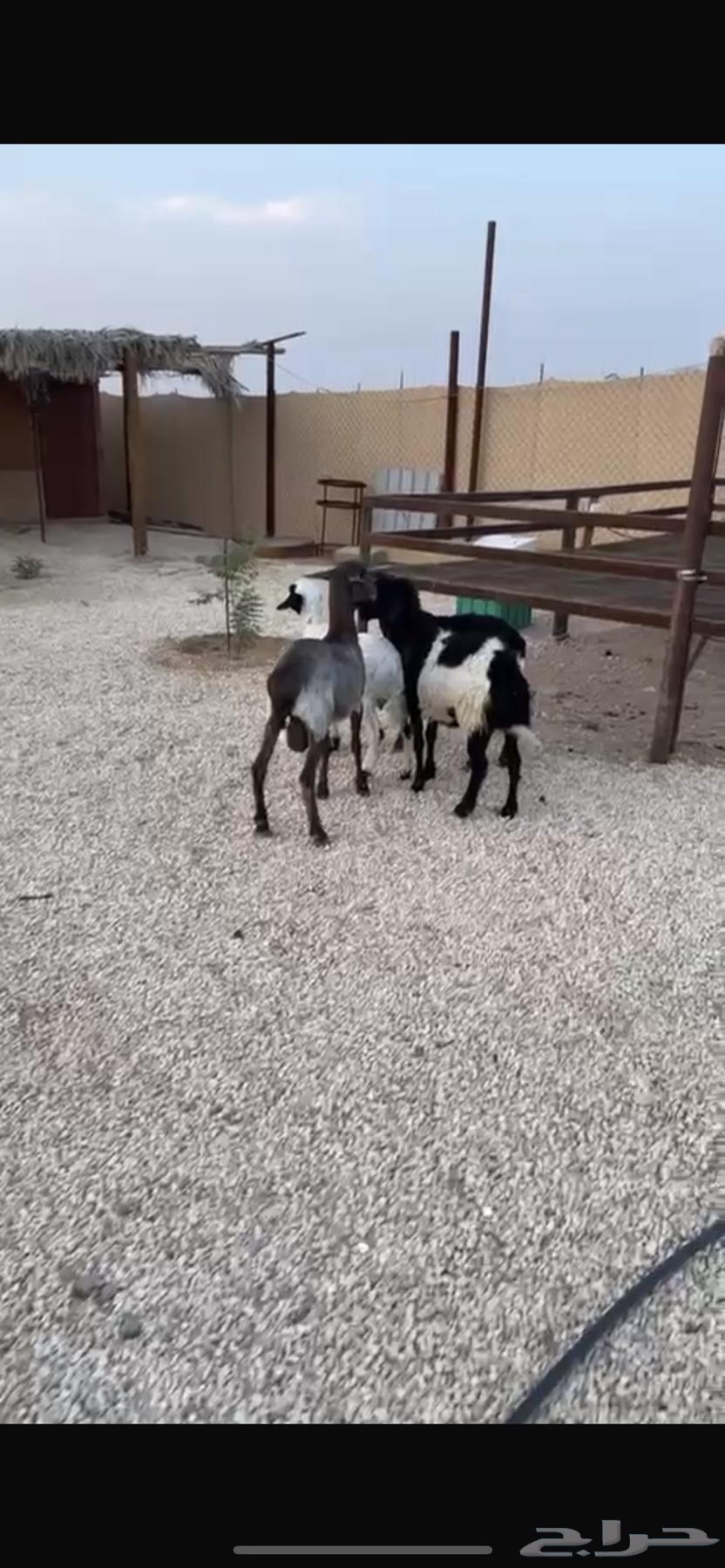 برابر على هجين64380957946370111