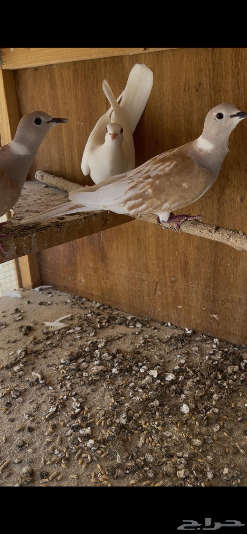 ياكريم يمام64384619337345113