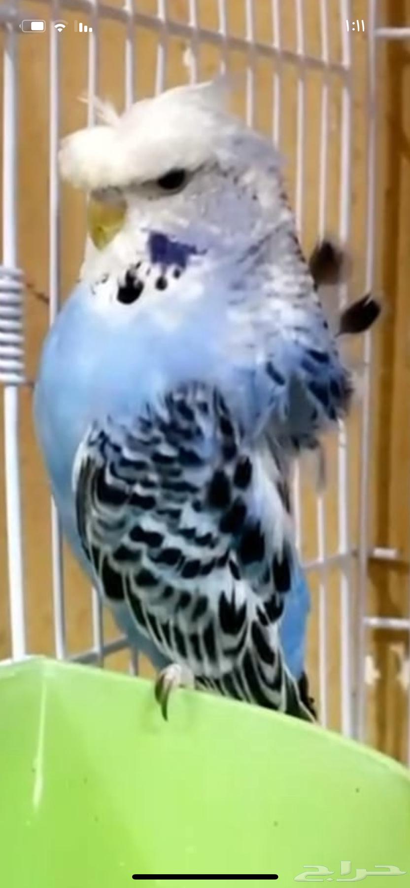 هوقو انقلش فل كرست ورده64378134967427110