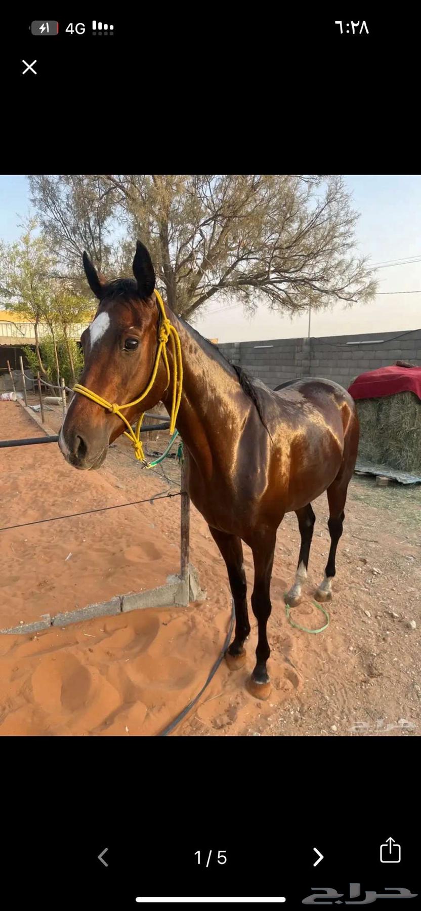 فرس انقليزيه سباق64389433149571111