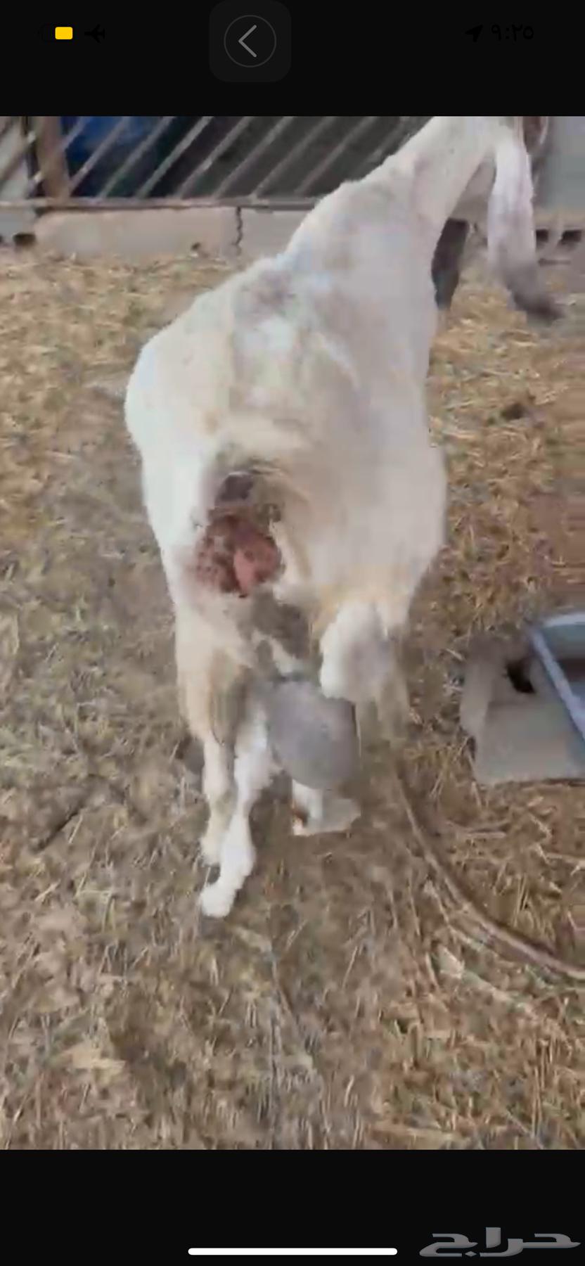 عنز معه تيس وحليب وافرر64390555014273110