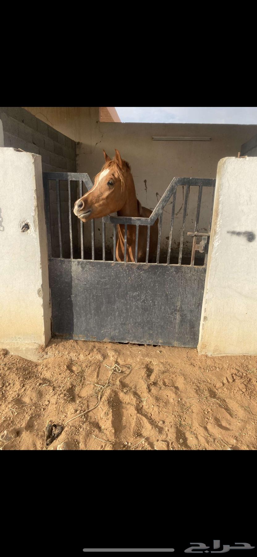 ابواب غرف خيل بيت شعر ومطاره اغراض للبيع64379239323905110