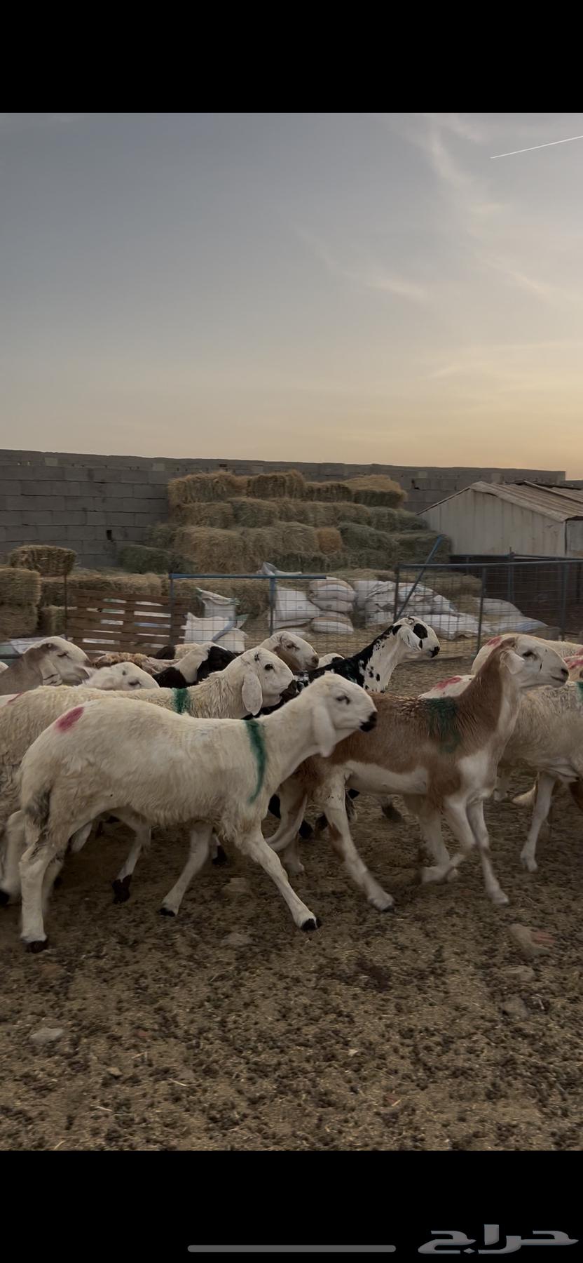 طليان سواكني 99 راس دمازيني مرابي64389916372354113