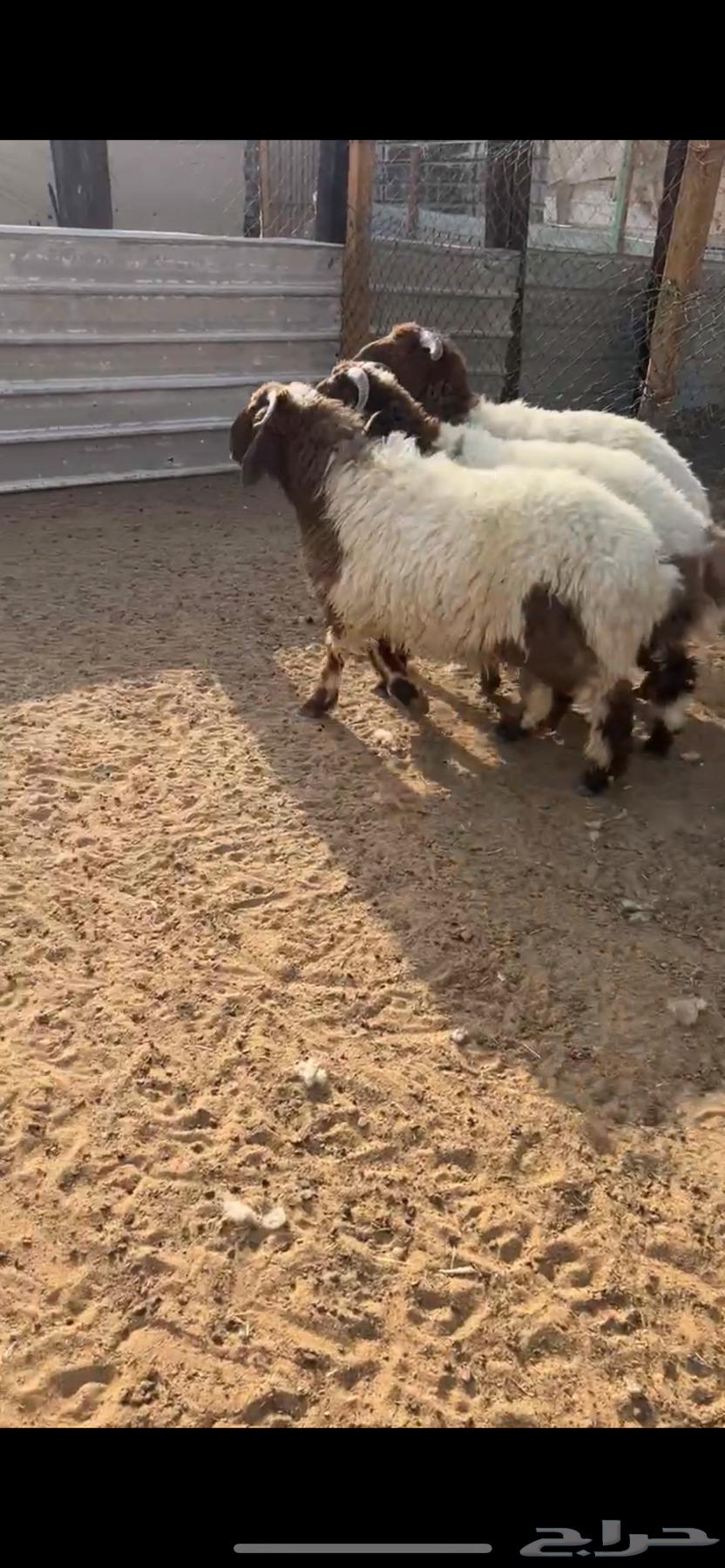 خرفان طيبه للبيع64382541726593111