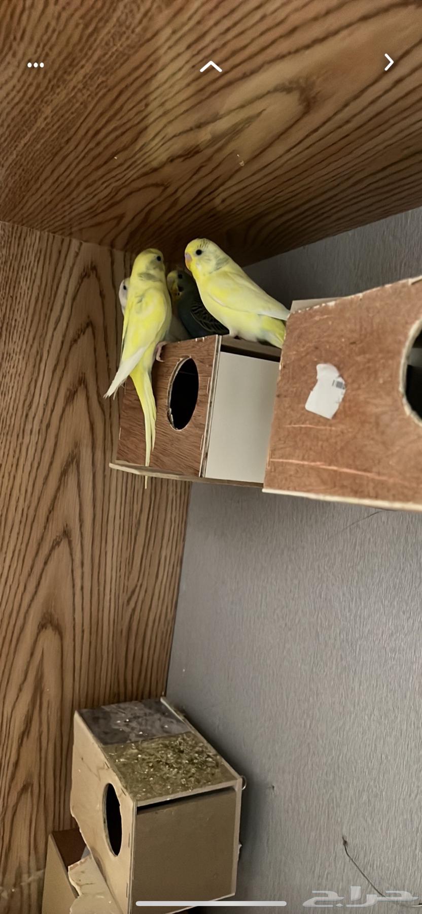 Al-Huwta Al-Sudayr64385244252930112