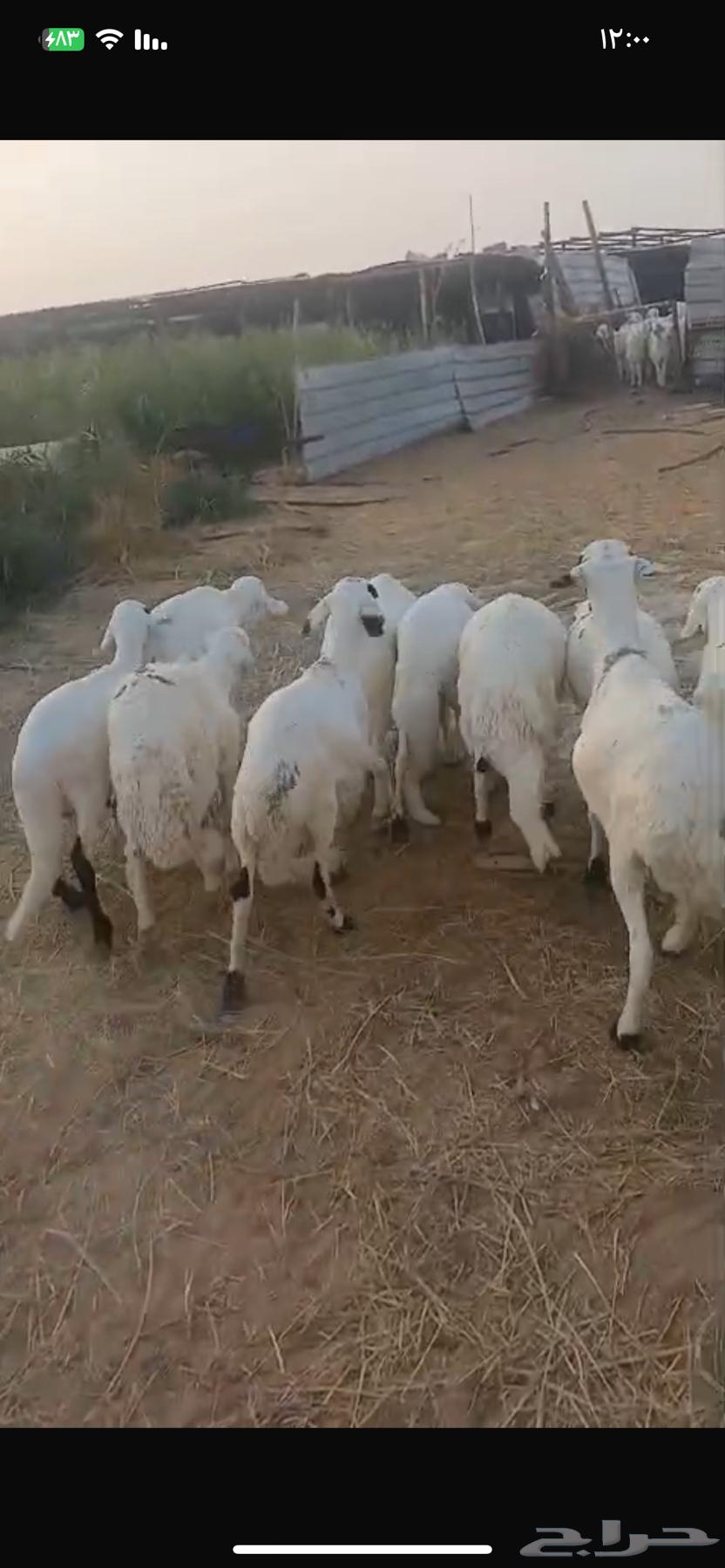 للبيع سواكن مرابي طيبه64377564834435111