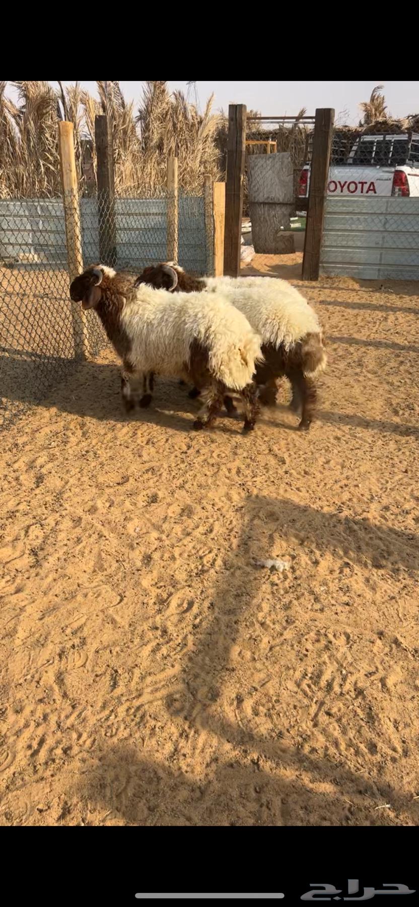 خرفان طيبه للبيع64382541726593110